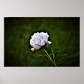 Peony, Poster (Vorne)