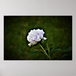 Peony, Poster