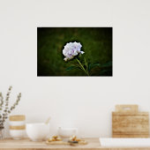 Peony, Poster (Küche)