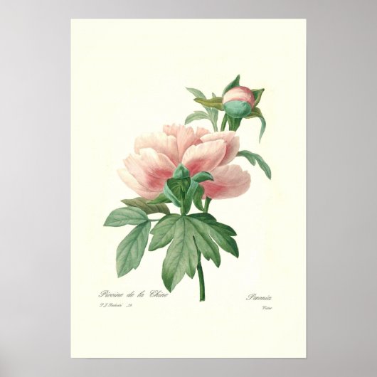 Peony Poster (Vorne)