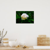 Peony, Poster (Küche)