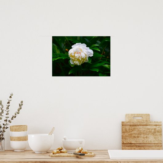 Peony, Poster (Küche)