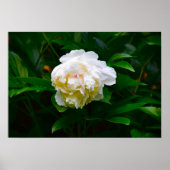 Peony, Poster (Vorne)
