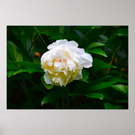 Peony, Poster