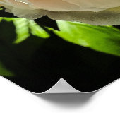 Peony, Poster (Ecke)