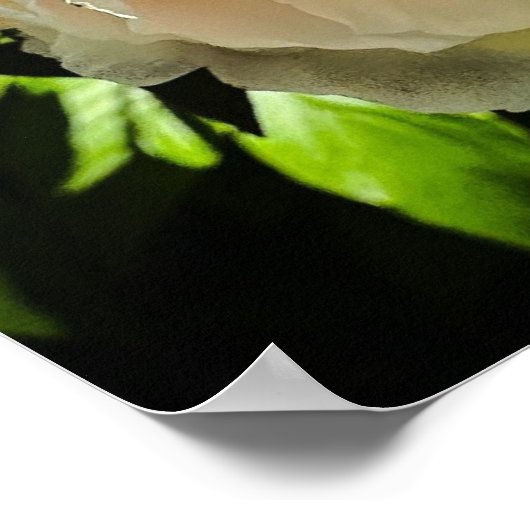 Peony, Poster (Ecke)