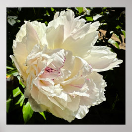Peony, Poster