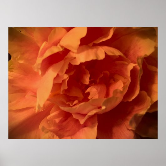 Peony, Poster (Vorne)