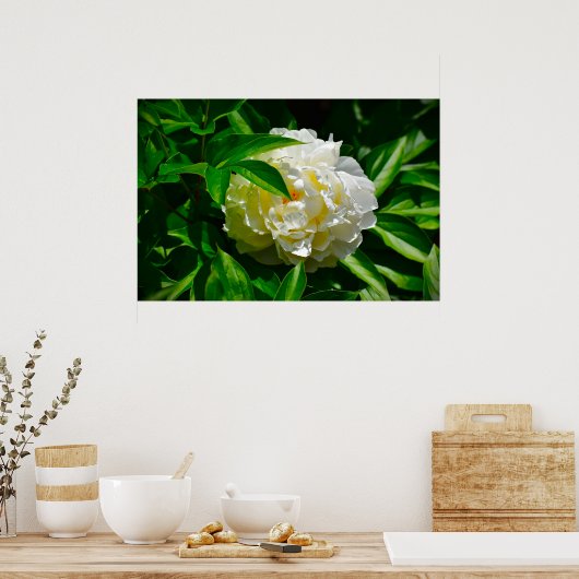 Peony, Poster (Küche)