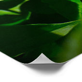 Peony, Poster (Ecke)