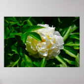 Peony, Poster (Vorne)