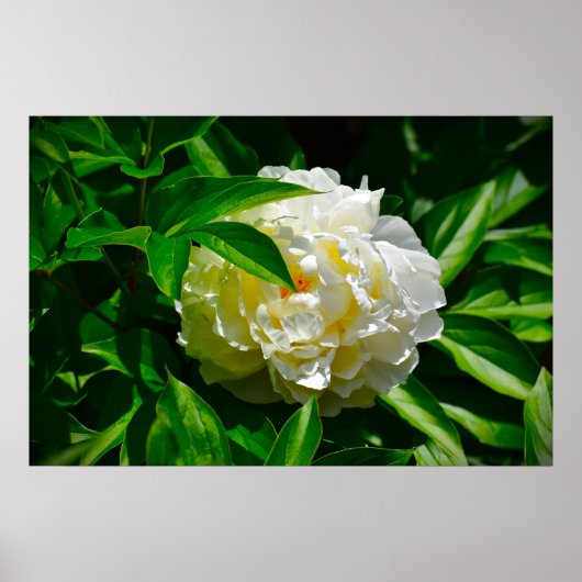 Peony, Poster (Vorne)