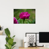 Peony, Poster (Heimbüro)