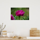 Peony, Poster (Küche)