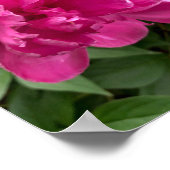 Peony Poster (Ecke)