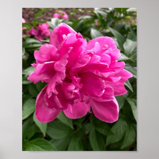 Peony Poster (Vorne)