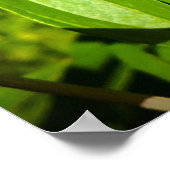 Peony, Poster (Ecke)