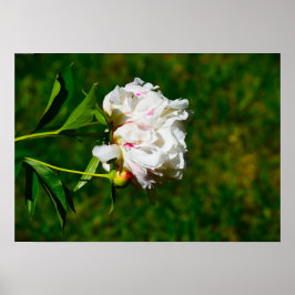 Peony, Poster