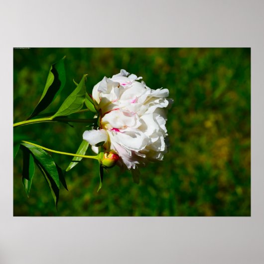 Peony, Poster (Vorne)