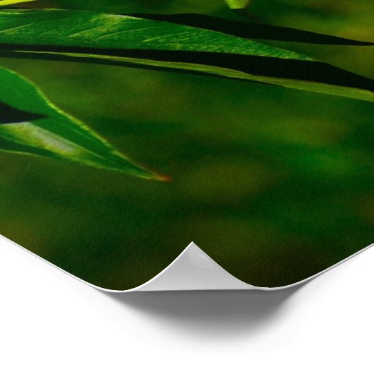 Peony, Poster (Ecke)