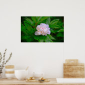 Peony, Poster (Küche)
