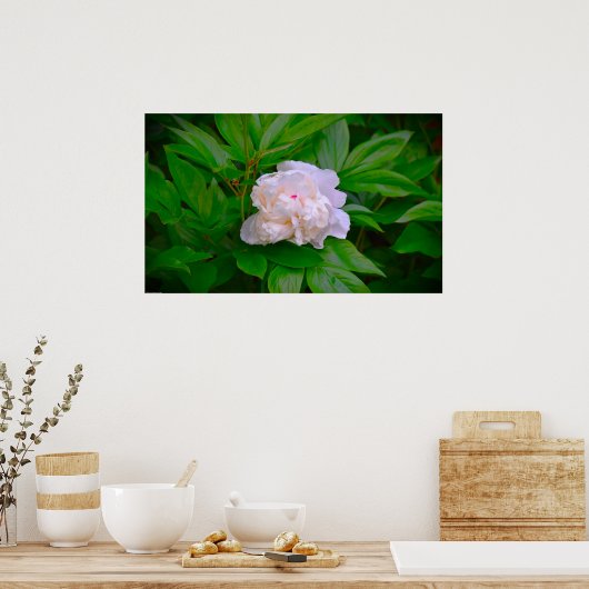 Peony, Poster (Küche)