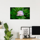 Peony, Poster (Heimbüro)