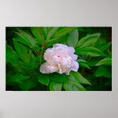 Peony, Poster (Vorne)