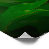Peony, Poster (Ecke)