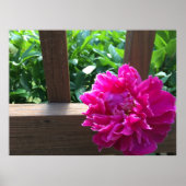 Peony, Poster (Vorne)