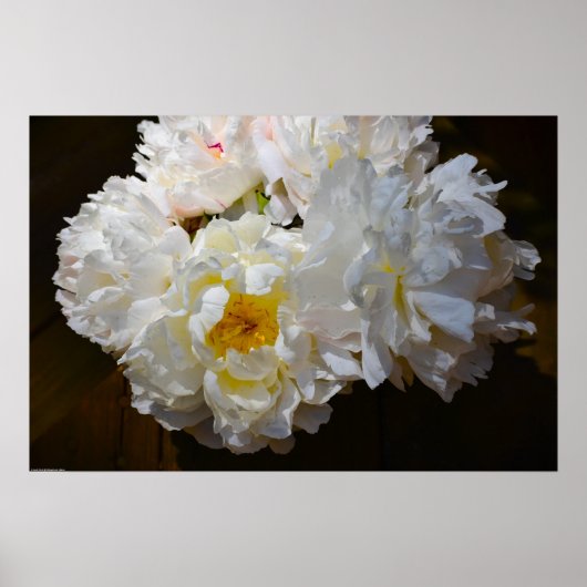 Peony, Poster (Vorne)