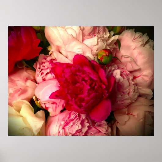 Peony, Poster (Vorne)