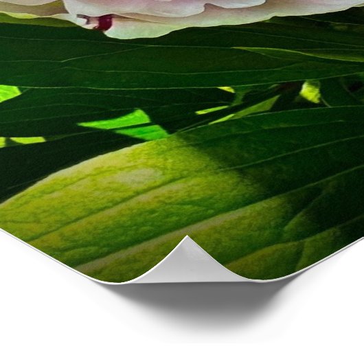 Peony, Poster (Ecke)