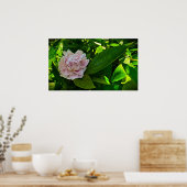 Peony, Poster (Küche)