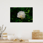 Peony, Poster (Küche)