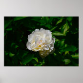 Peony, Poster (Vorne)