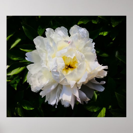 Peony, Poster (Vorne)