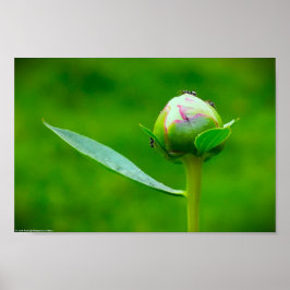 Peony, Poster