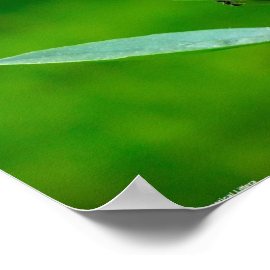 Peony, Poster (Ecke)