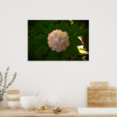 Peony, Poster (Küche)