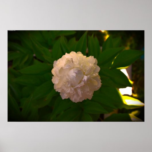 Peony, Poster (Vorne)
