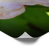 Peony, Poster (Ecke)
