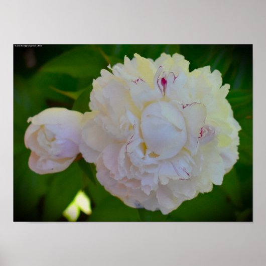 Peony, Poster (Vorne)