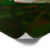 Peony, Poster (Ecke)
