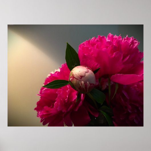 Peony, Poster (Vorne)