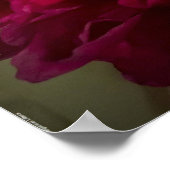 Peony, Poster (Ecke)