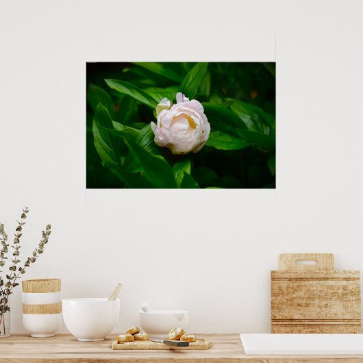 Peony, Poster (Küche)