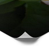 Peony, Poster (Ecke)