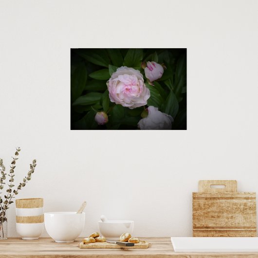 Peony, Poster (Küche)