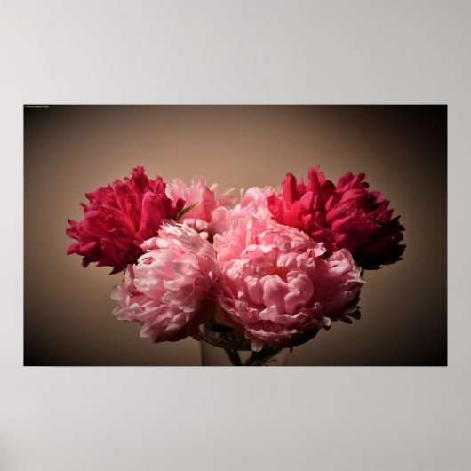 Peony, Poster (Vorne)